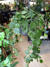 Kép betöltése a galériamegjelenítőbe: Hoya mathilde &quot;Splash&quot;  - Viaszvirág - Wax plant akasztós cserépben
