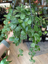 Kép betöltése a galériamegjelenítőbe: Hoya mathilde &quot;Splash&quot;  - Viaszvirág - Wax plant akasztós cserépben
