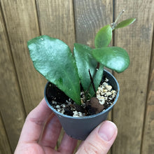 Kép betöltése a galériamegjelenítőbe: Hoya lucardenasiana - Saját szaporítás - Tropical Home 
