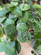 Kép betöltése a galériamegjelenítőbe: Hoya mathilde &quot;Splash&quot;  - Viaszvirág - Wax plant akasztós cserépben
