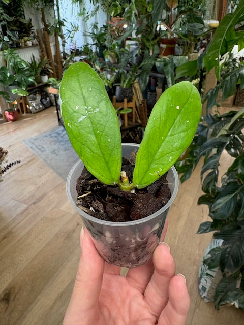 Hoya lobbii - Saját szaporítás