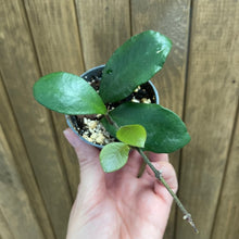 Kép betöltése a galériamegjelenítőbe: Hoya lucardenasiana - Saját szaporítás - Tropical Home 
