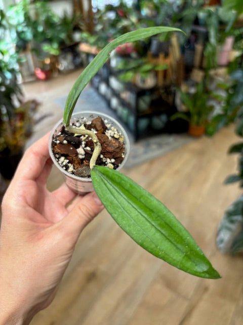 Hoya rindu rafflesia (sp. Bengkulu) - Saját szaporítás | Tropical Home