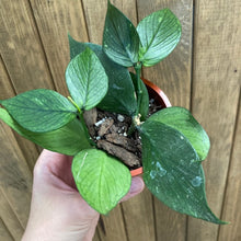Kép betöltése a galériamegjelenítőbe: Hoya polyneura - Saját szaporítás - Tropical Home 
