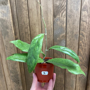 Hoya finlaysonii "Lalia" 3. - Saját szaporítás - Tropical Home 