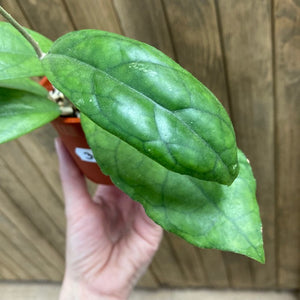 Hoya finlaysonii "Lalia" 3. - Saját szaporítás - Tropical Home 