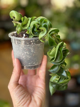 Kép betöltése a galériamegjelenítőbe: Hoya carnosa compacta - Hindu rope
