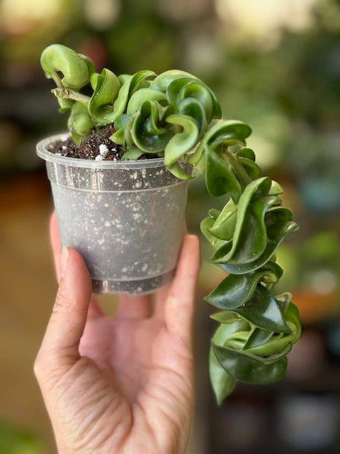 Hoya carnosa compacta - Hindu rope
