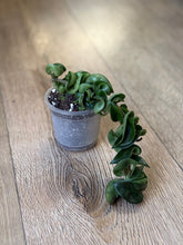 Kép betöltése a galériamegjelenítőbe: Hoya carnosa compacta - Hindu rope
