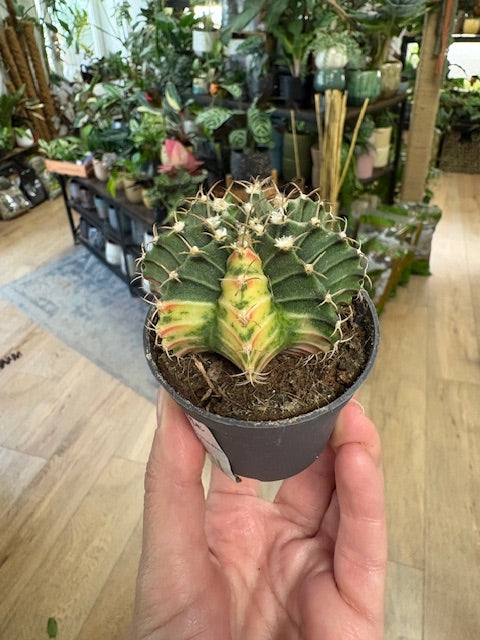 Gymnocalycium mihanovichii f. variegata