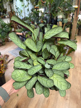 Kép betöltése a galériamegjelenítőbe: Ctenanthe burle-marxii &quot;Amagris&quot;
