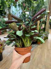 Kép betöltése a galériamegjelenítőbe: Ctenanthe burle-marxii &quot;Amagris&quot;
