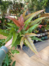 Kép betöltése a galériamegjelenítőbe: Pteris quadriaurita &quot;Tricolor&quot;

