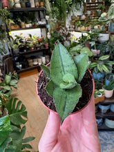 Kép betöltése a galériamegjelenítőbe: Sansevieria &quot;Rookie&quot; - Anyósnyelv - Tropical Home 
