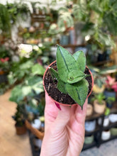 Kép betöltése a galériamegjelenítőbe: Sansevieria &quot;Rookie&quot; - Anyósnyelv - Tropical Home 
