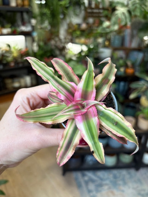 Cryptanthus bivittatus 