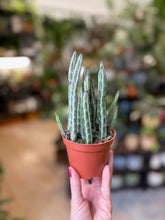 Kép betöltése a galériamegjelenítőbe: Senecio stapeliaeformis - Pickle plant - Tropical Home 

