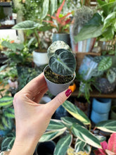 Kép betöltése a galériamegjelenítőbe: Alocasia &quot;Balloon heart&quot; - Tropical Home 
