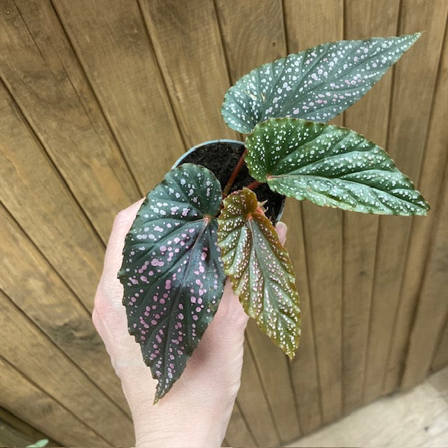 Begonia 