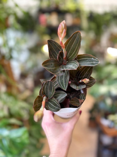 Ludisia discolor - Ékszerorchidea - Jewel orchid 9cm cserép - Tropical Home 