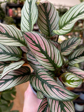 Kép betöltése a galériamegjelenítőbe: Calathea majestica &quot;White star&quot; - Zebralevél - Tropical Home 
