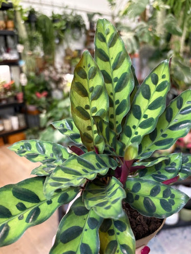 Calathea lancifolia- Lándzsás zebralevél- Rattlesnake plant - Tropical Home 