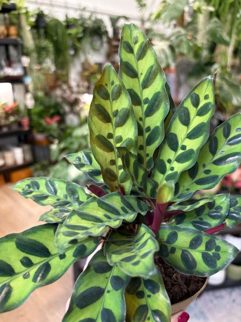 Calathea lancifolia- Lándzsás zebralevél- Rattlesnake plant - Tropical Home 