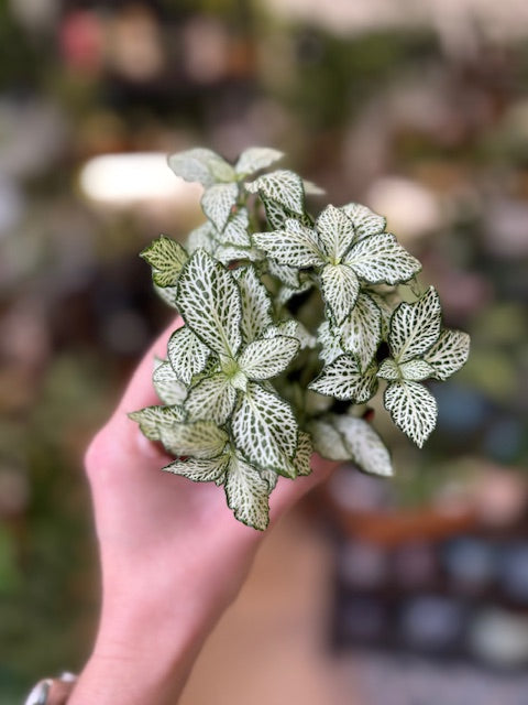 Fittonia fehér (kisebb levelű)