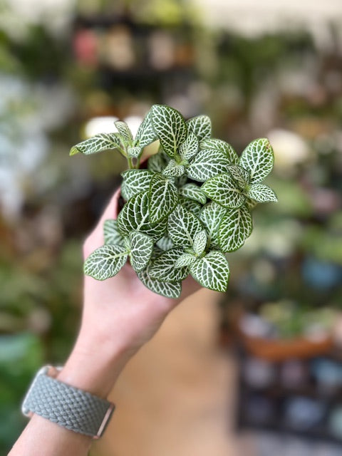 Fittonia fehér (nagyobb levelű)