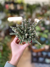 Kép betöltése a galériamegjelenítőbe: Rhipsalis baccifera &quot;Horrida&quot; - Vesszőkaktusz - Mouse Tail Cactus - Tropical Home 
