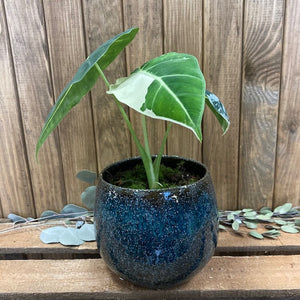 Alocasia "Frydek" variegata - Tropical Home 