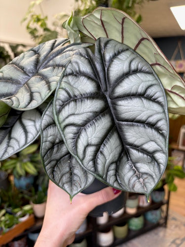 Alocasia 