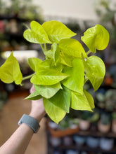 Kép betöltése a galériamegjelenítőbe: Epipremnum aureum &quot;Neon&quot; - Neon szobafutóka - Tropical Home 

