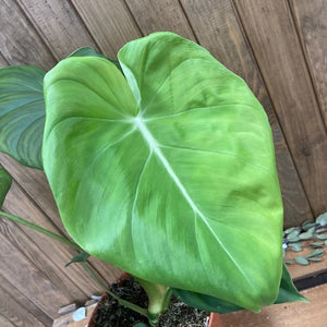 Philodendron pastazanum - Tropical Home 