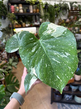 Kép betöltése a galériamegjelenítőbe: Monstera deliciosa “Thai constellation&quot; - Tropical Home 
