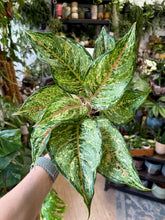 Kép betöltése a galériamegjelenítőbe: Aglaonema &quot;Pistachio pink&quot; - Rákvirág - Chinese Evergreen - Tropical Home 
