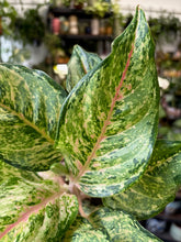 Kép betöltése a galériamegjelenítőbe: Aglaonema &quot;Pistachio pink&quot; - Rákvirág - Chinese Evergreen - Tropical Home 
