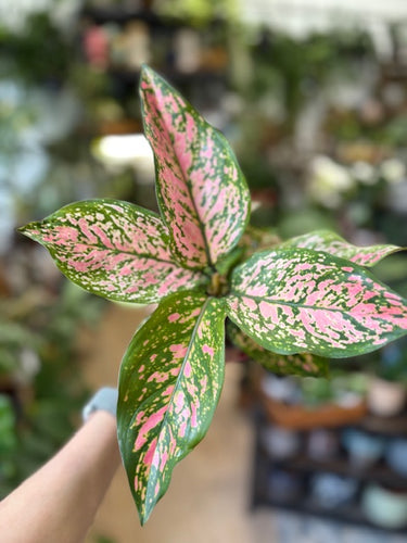 Aglaonema 