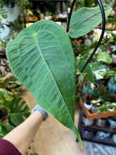 Kép betöltése a galériamegjelenítőbe: Anthurium peltigerum - Tropical Home 
