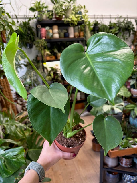 Monstera deliciosa - Könnyezőpálma - Swiss cheese plant - Tropical Home 