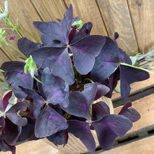 Kép betöltése a galériamegjelenítőbe: Oxalis ikigai &quot;Triangularis&quot; - Háromszöglevelű Madársóska - Tropical Home 
