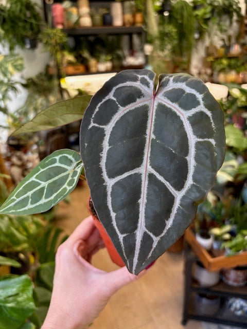 DocBlock Anthurium Michelle® - EXCLUSIVE