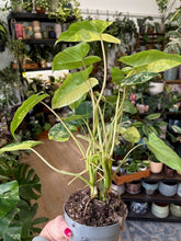Kép betöltése a galériamegjelenítőbe: Philodendron Burle Marx variegata
