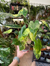 Kép betöltése a galériamegjelenítőbe: Philodendron Burle Marx variegata
