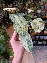 Kép betöltése a galériamegjelenítőbe: Alocasia &quot;Dragon scale mint&quot;
