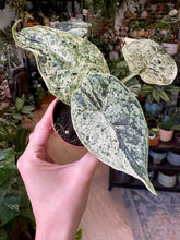 Kép betöltése a galériamegjelenítőbe: Alocasia &quot;Dragon scale mint&quot;
