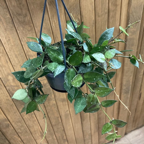 Hoya krohniana green - Viaszvirág - Wax plant - Tropical Home 