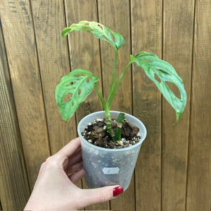 Monstera adansonii albo variegata 1. - Saját szaporítás