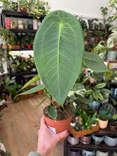 Kép betöltése a galériamegjelenítőbe: Anthurium peltigerum
