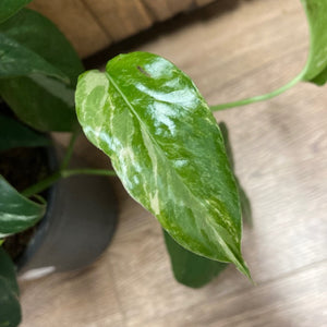 Epipremnum pinnatum "Albo variegata" - Tropical Home 